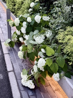 �����ڂ莇�z��